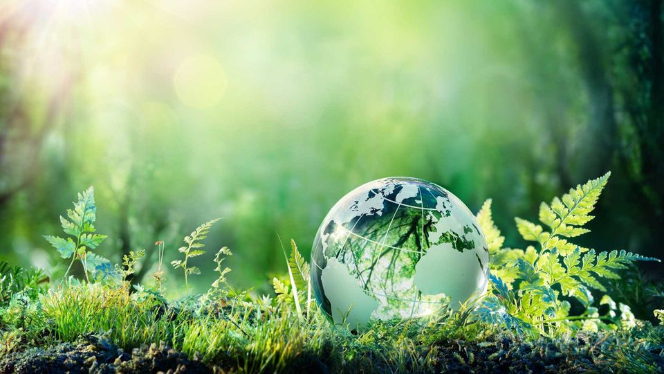 A digital illustration of a clear plastic globe, lying on a green forest floor.