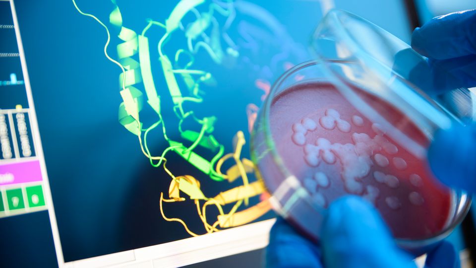 Scientist holding petri dish in front of computer model of protein structure in structural biology research.
