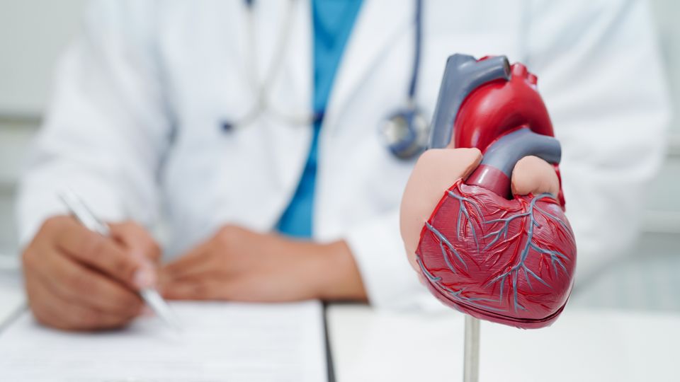 A model of a human heart in front of a person in a lab coat.