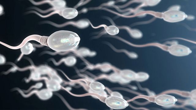 Sperm cells, which have been transformed into controllable drug delivery and diagnostic microrobots.