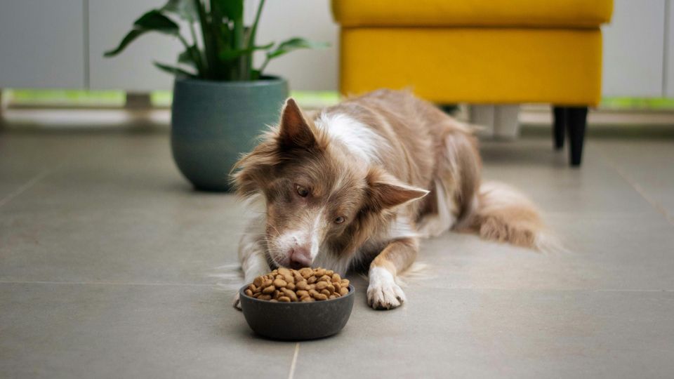 A dog lies on the floor looking sceptically at a bowl of kibble.