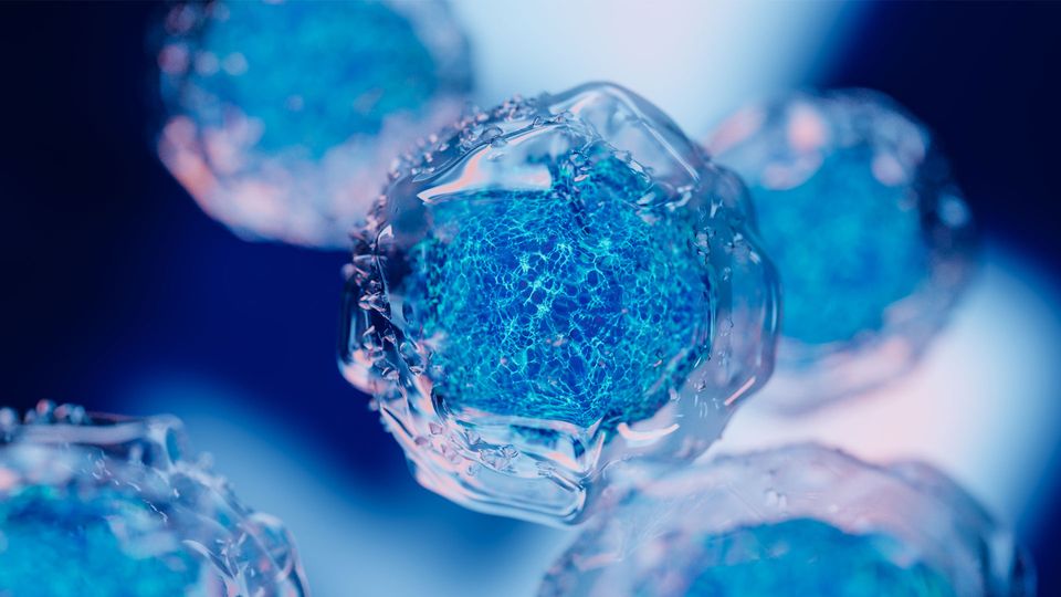 Rendered image of microscopic cells with clear cytoplasm and blue nucleus.