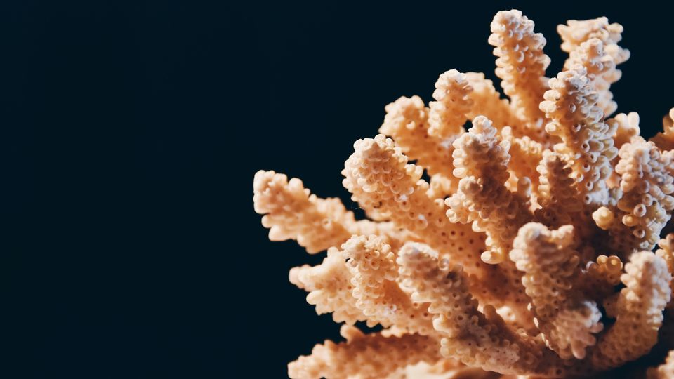 A beige coral, extending out like spikes. Black background.