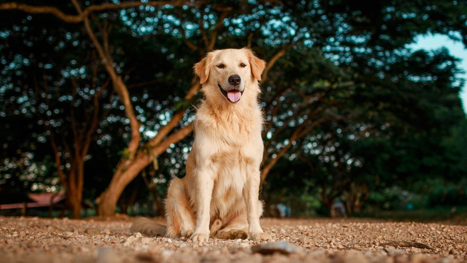 A Golden Retriever sitting on sandy dirt in front of a large green treet.