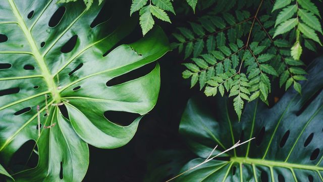 Various green leaves. 