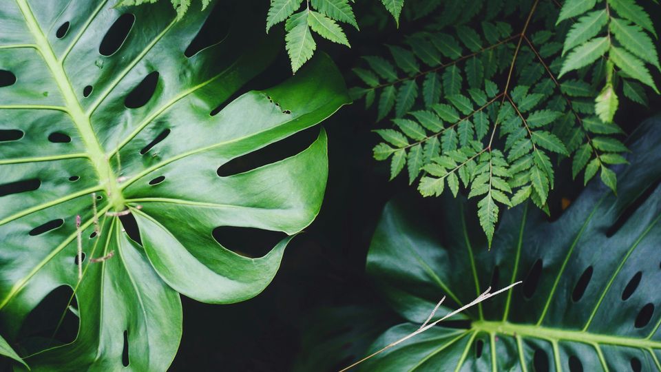 Various green leaves.