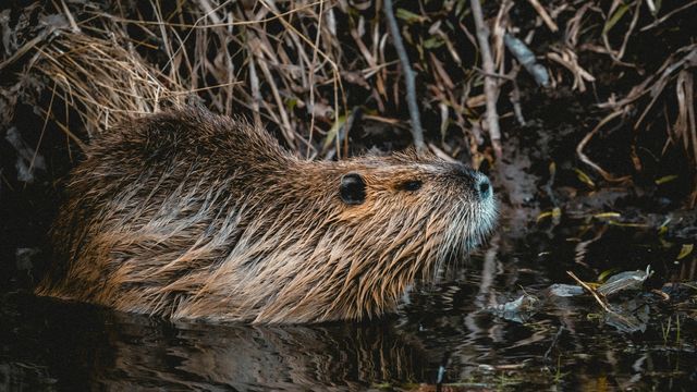 A brown beaver in the water. Sticks of a dam visible behind.