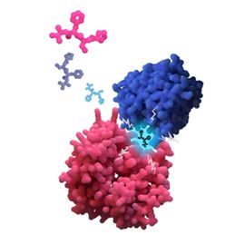 3D rendering of two protein molecules with three small drug molecules floating around and one fitting into a pocket within the proteins. 