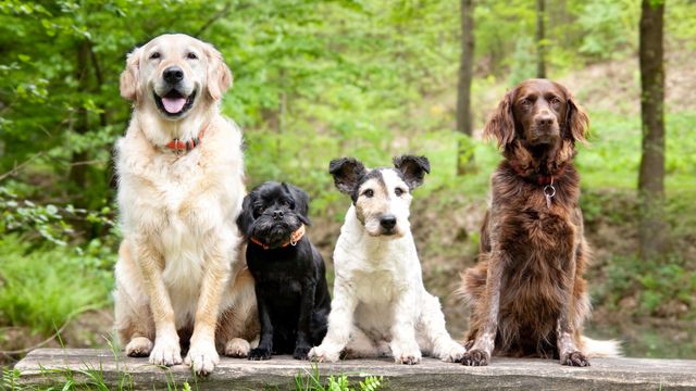 Four dogs of different breeds sitting together outdoors in a forest setting.