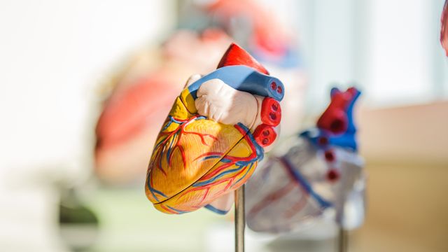 Detailed anatomical model of a human heart used for studying heart attack and cardiovascular disease.