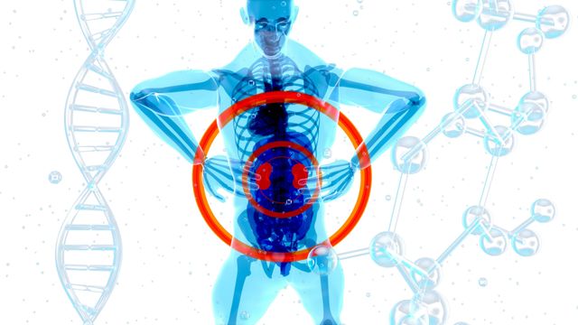 A digital illustration showing a human X-ray in blue with the kidneys highlighted in red, with DNA and molecules floating in the background. 
