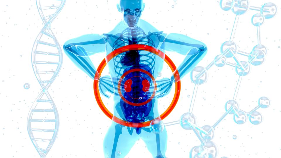 A digital illustration showing a human X-ray in blue with the kidneys highlighted in red, with DNA and molecules floating in the background.