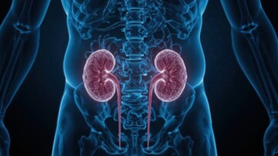 Medical illustration of human kidneys highlighting nephropathy and potential treatments.