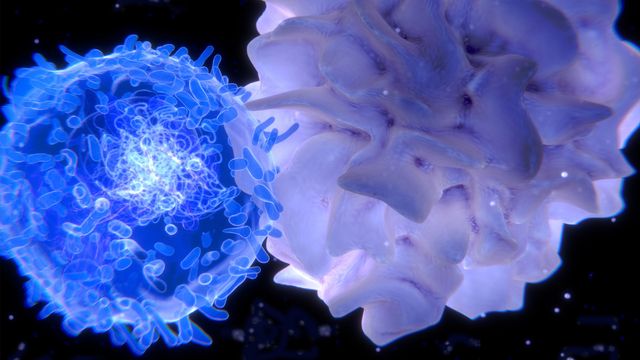 3D illustration of immune cells interacting, representing research in cell therapy treatments.