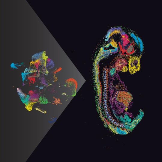 Colorful single-cell data clusters forming a mouse embryo shape, symbolizing spatial transcriptomics mapping 