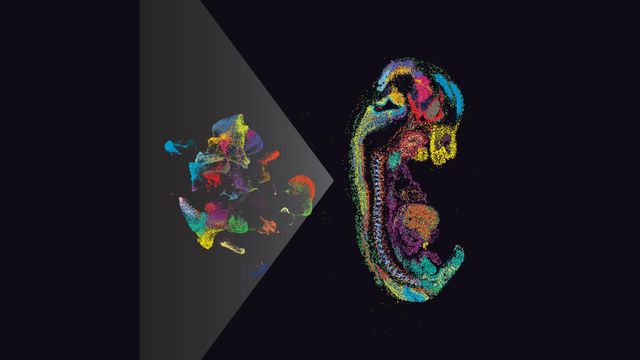 Colorful single-cell data clusters forming a mouse embryo shape, symbolizing spatial transcriptomics mapping 