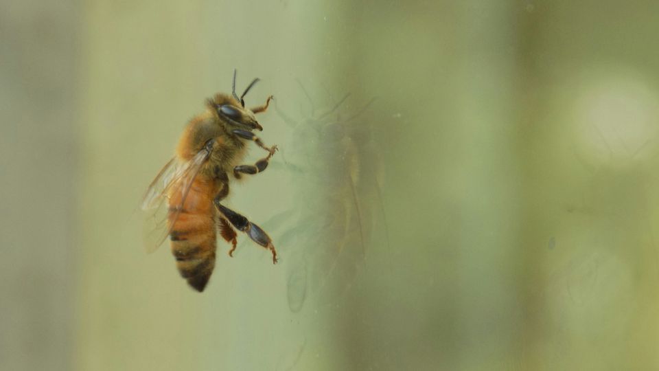 Close up of a bee on a window, the inspiration for new bee-sting inspired microneedles for drug delivery.