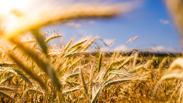 Golden wheat field glowing under sunlight with blue sky in the background, symbolizing agriculture and harvest. 