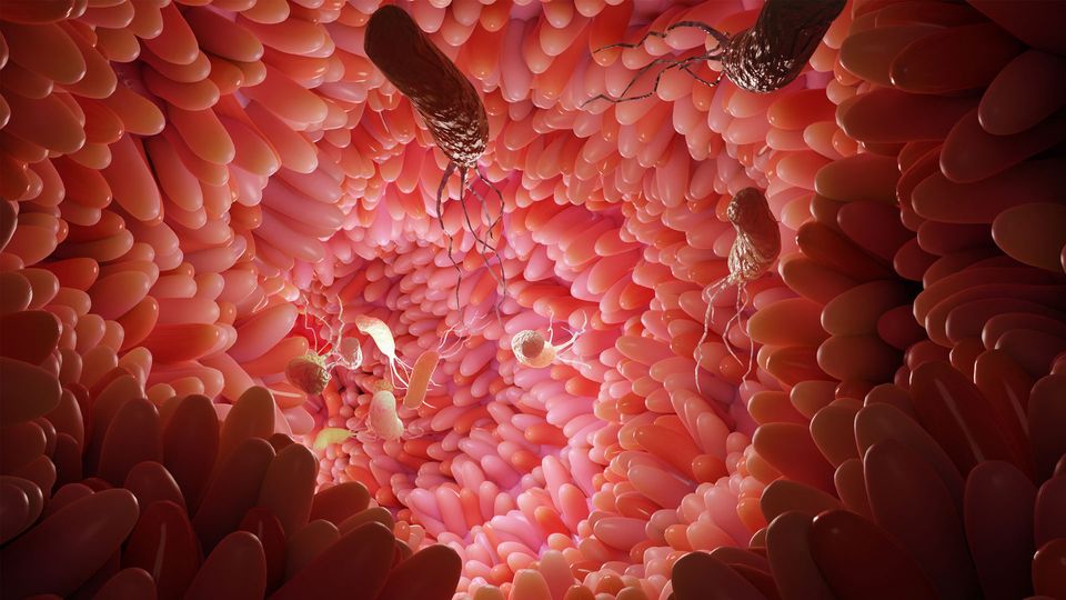 Gut microbes in the lining of the intestine.