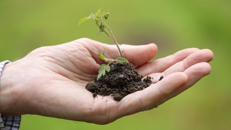 A man holding a piece of dirt and a small plant in the palm of his hand.