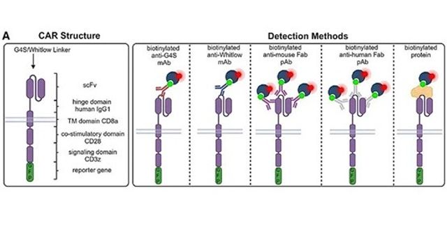 Diagram of CAR structure and detection methods using antibodies, showing domains (scFv, hinge, CD28, CD3ζ) and various antibody-based detection strategies. 
