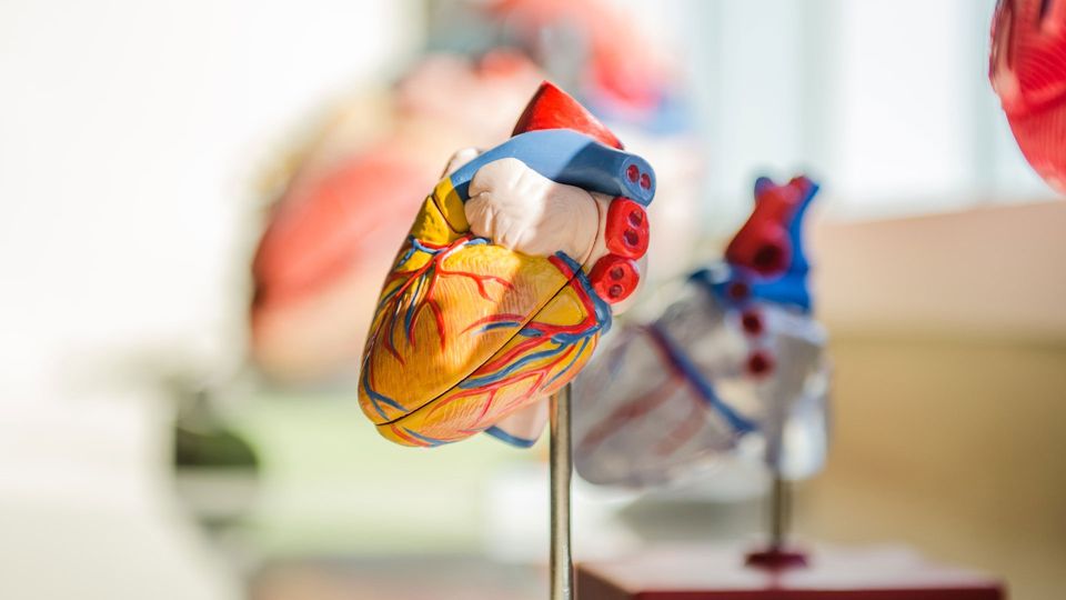 A plastic model of a human heart on a silver stand.
