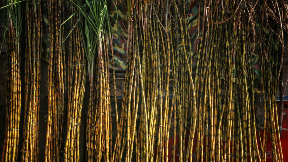 Dozens of sugarcanes rise high, their thin yellow stems all in columns.