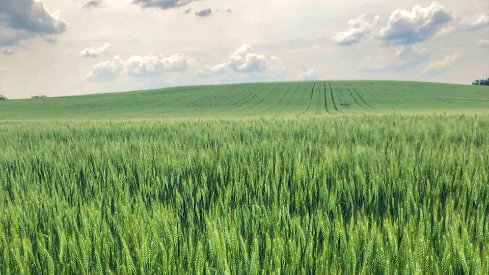 A green field of wheat, stretching to hill on the horizon.