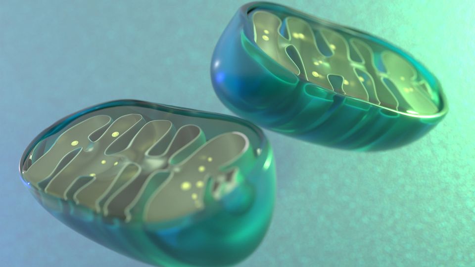 Two mitochondria, bisected to reveal the internal membranes and proteins.
