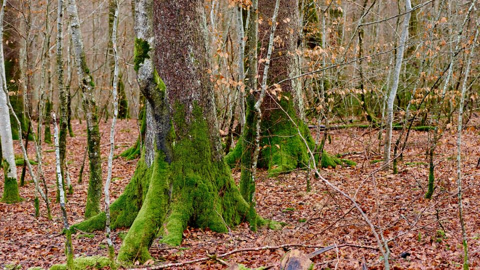 Thick tree trunks, covered in green moss, surrounded by thinner trees, perhaps aspen or silver birch. 