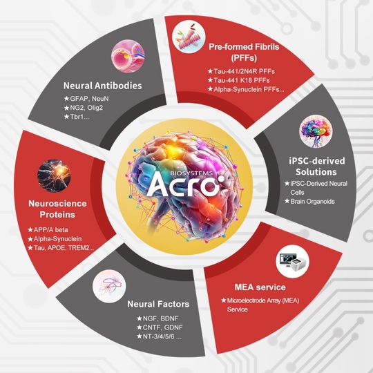 Infographic of ACROBiosystems neuroscience solutions including proteins, antibodies, PFFs, iPSC-derived cells, factors, and MEA service. 