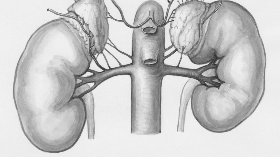 A black-and-white drawing of a pair of kidneys and the joining adrenal glands.
