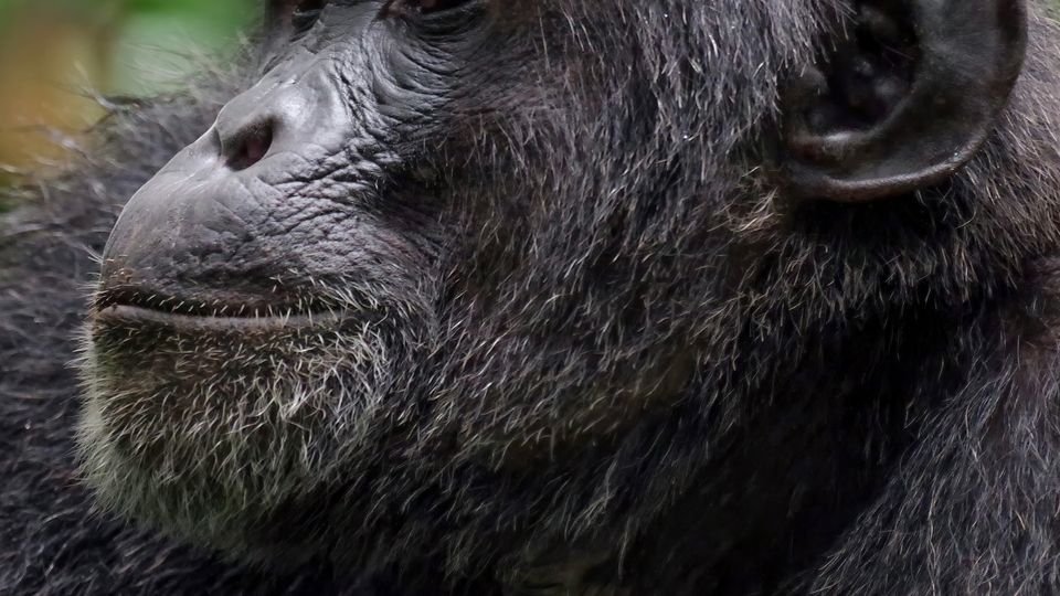 The head of a chimpanzee resting in its shoulders. Expression placid.