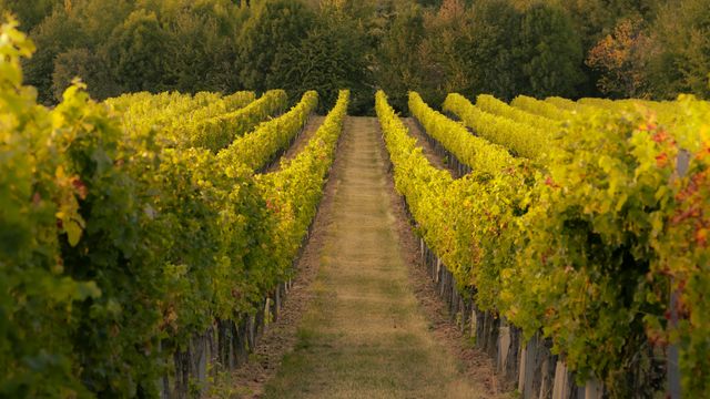 Italian Institute Develops Robot Worker for Vineyards