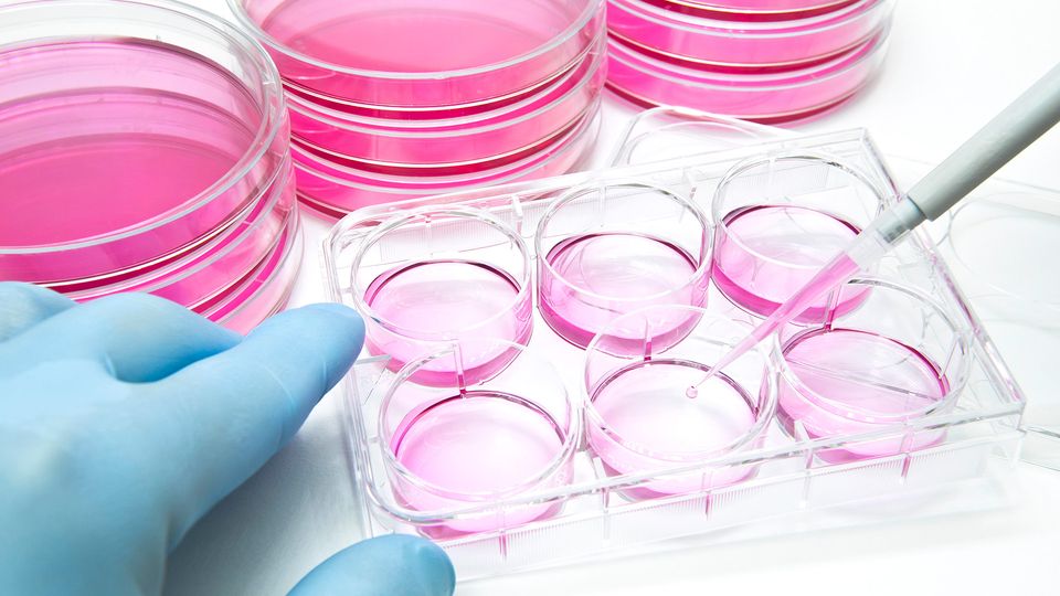 Gloved hand handling multiwell plate with pink cell culture media for laboratory research.