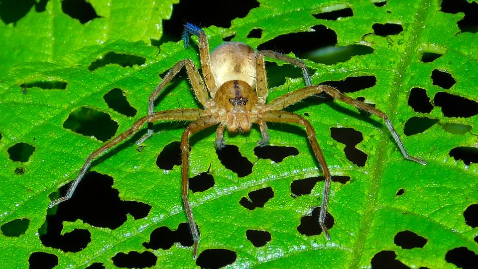 Huntsman spider resting on a green leaf with visible feeding damage and natural texture.