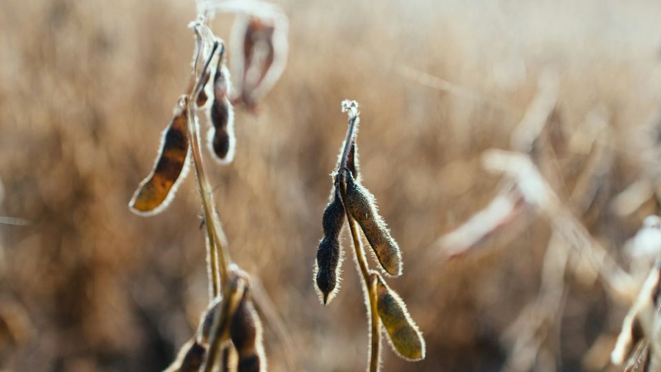  Soy beans on the stem, in a field, close up.