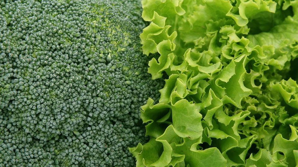 Close up image of a broccoli and lettuce.
