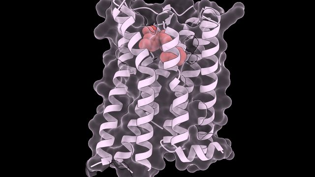 タンパク質安定化薬がどのように変異したタンパク質を救助するか