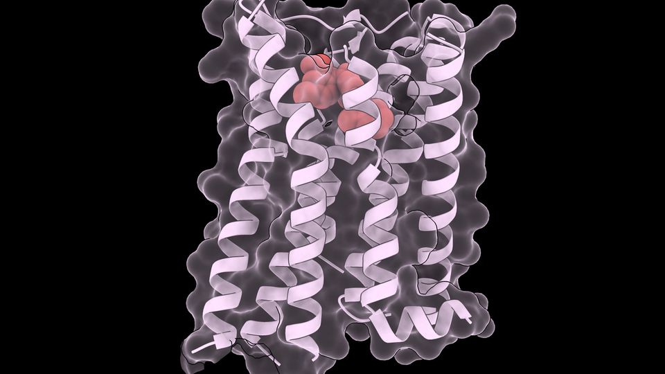 Image showing structures of tolvaptan (in red) binding with structure of V2R.