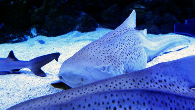 Leopard Shark "Threesome" Recorded for First Time