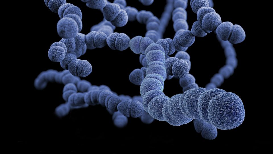 A graphic of Gram-positive, Streptococcus pneumoniae bacteria. Blue blobs linked together to resemble twisted worms on a black background.
