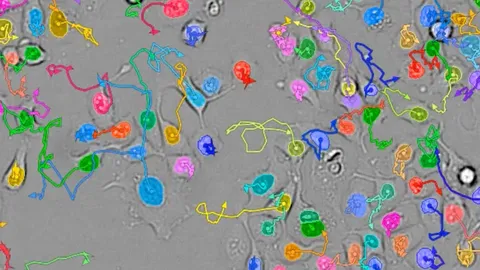 Microscopic view of a living cell under analysis with advanced live-cell imaging technology