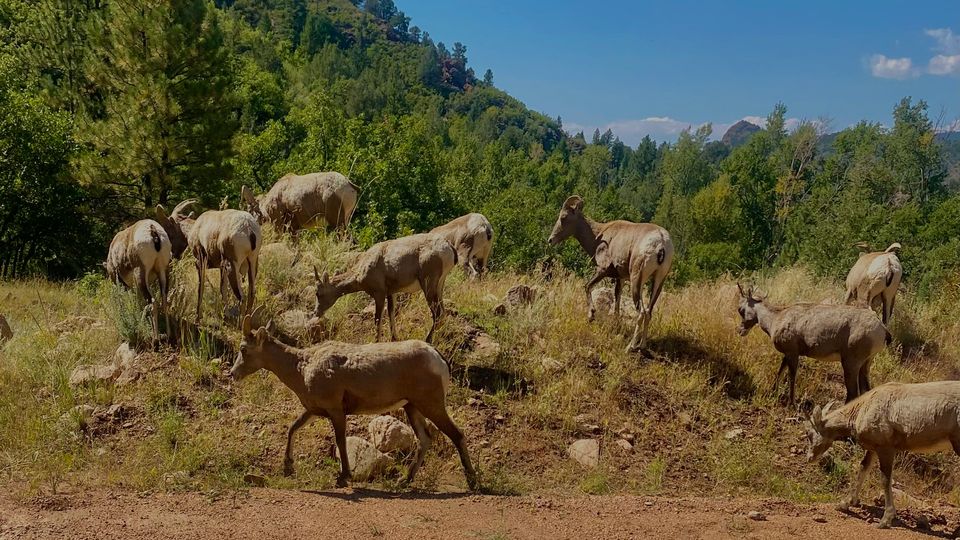 A herd of goats inspect a mound of grass and earth. Treeline in background.