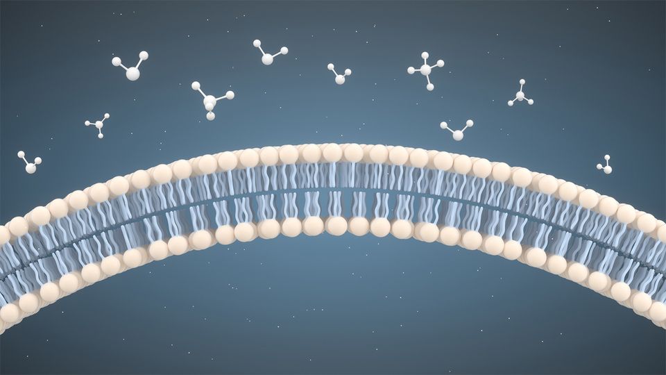 The phospholipid bilayer of a lipid nanoparticle with molecules on the outside unable to pass the bilayer.