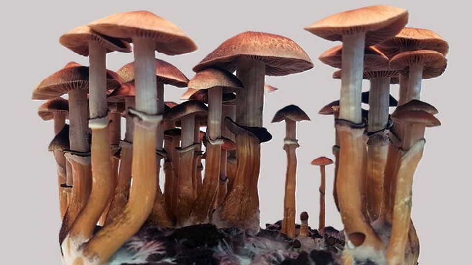 Cluster of magic mushrooms with tall stems and wide caps growing together.