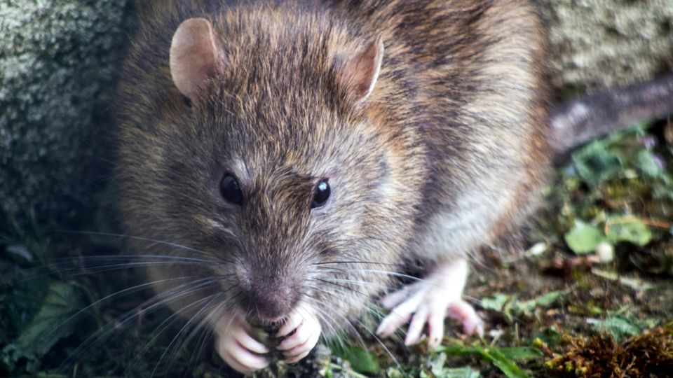 A close-up shot of a rat chewing something. Background looks like forest floor.