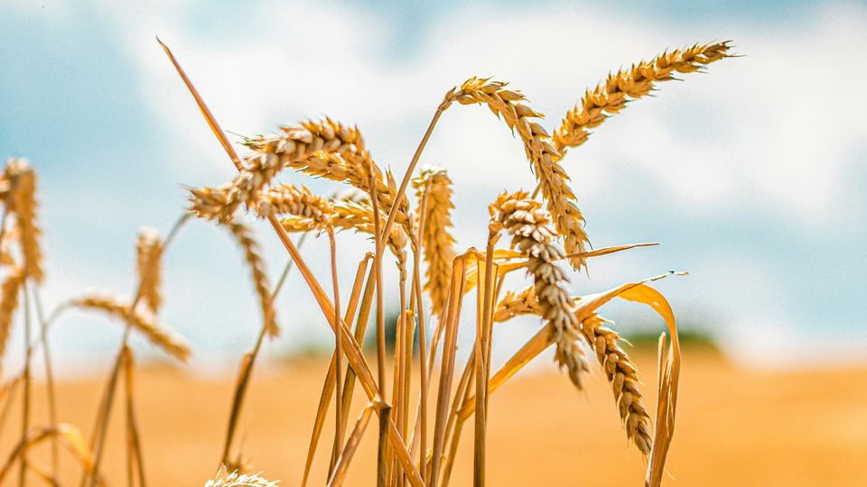 The drooping, yellow fronds of wheat plants. Sunny day and yellow field blurred in background.