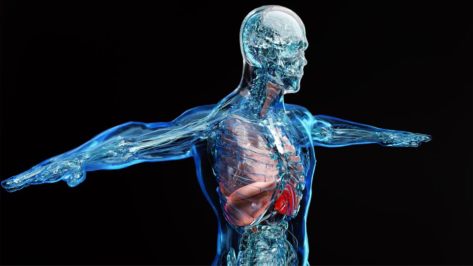 3D rendering of transparent human body highlighting internal organs for targeted drug delivery research.