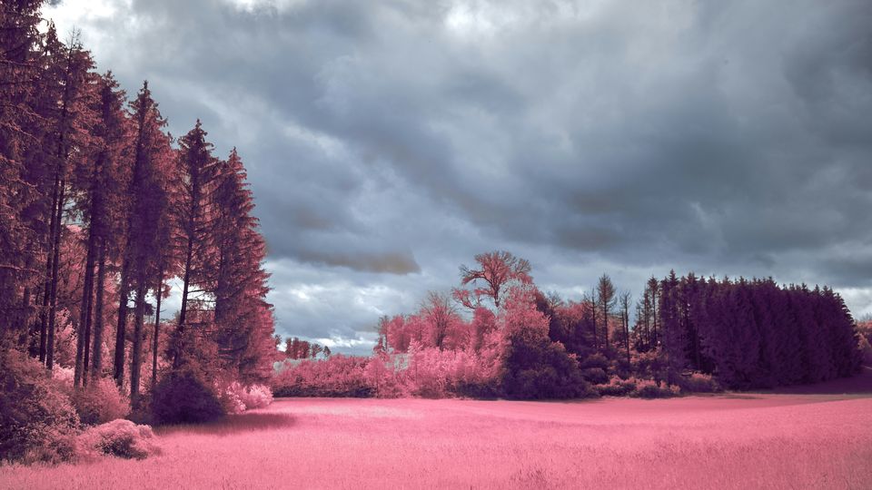 A landscape photograph of a field and trees, taking with an infrared camera. The infrared gives the scene a distinct pink and gray tint. 